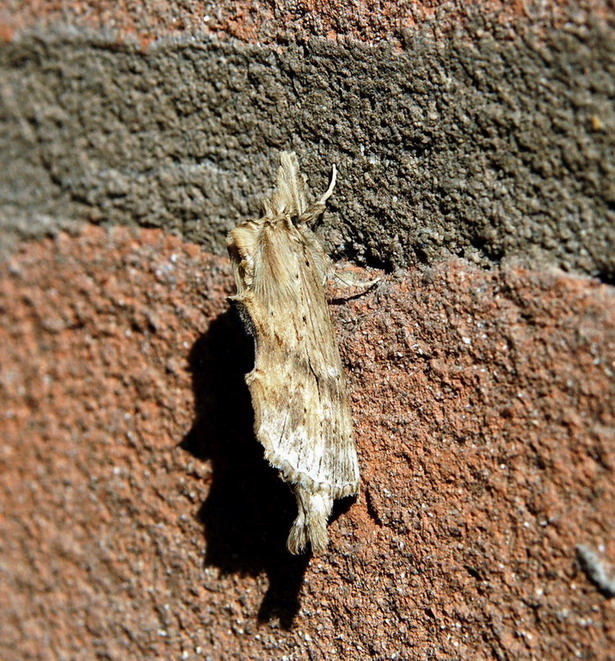 Pterostoma ? - Pterostoma palpina
